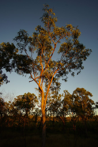 Illustration for article titled AWOL Around Australia... Lorella Springs Station.